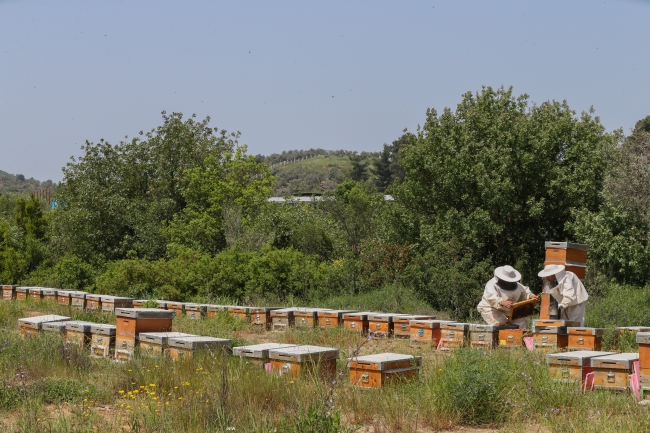 Arıcı çift, devlet desteğiyle kazancını artırdı